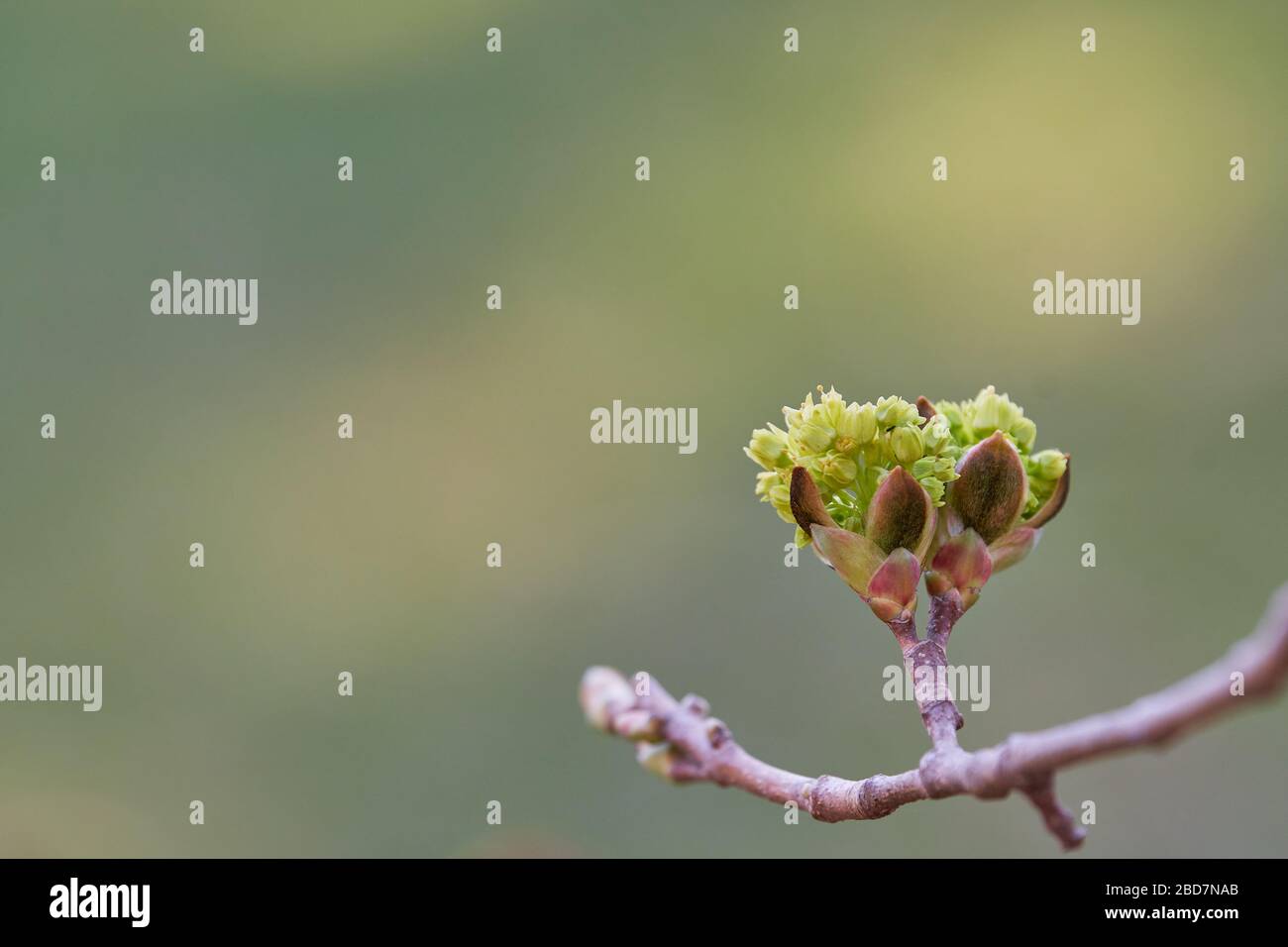 Linden (Tilia tomentosa) fiorisce retroilluminato su sfondo pastello con spazio per copia. Concetto per la primavera e la fioritura degli alberi, medicina alternativa e gemmo Foto Stock