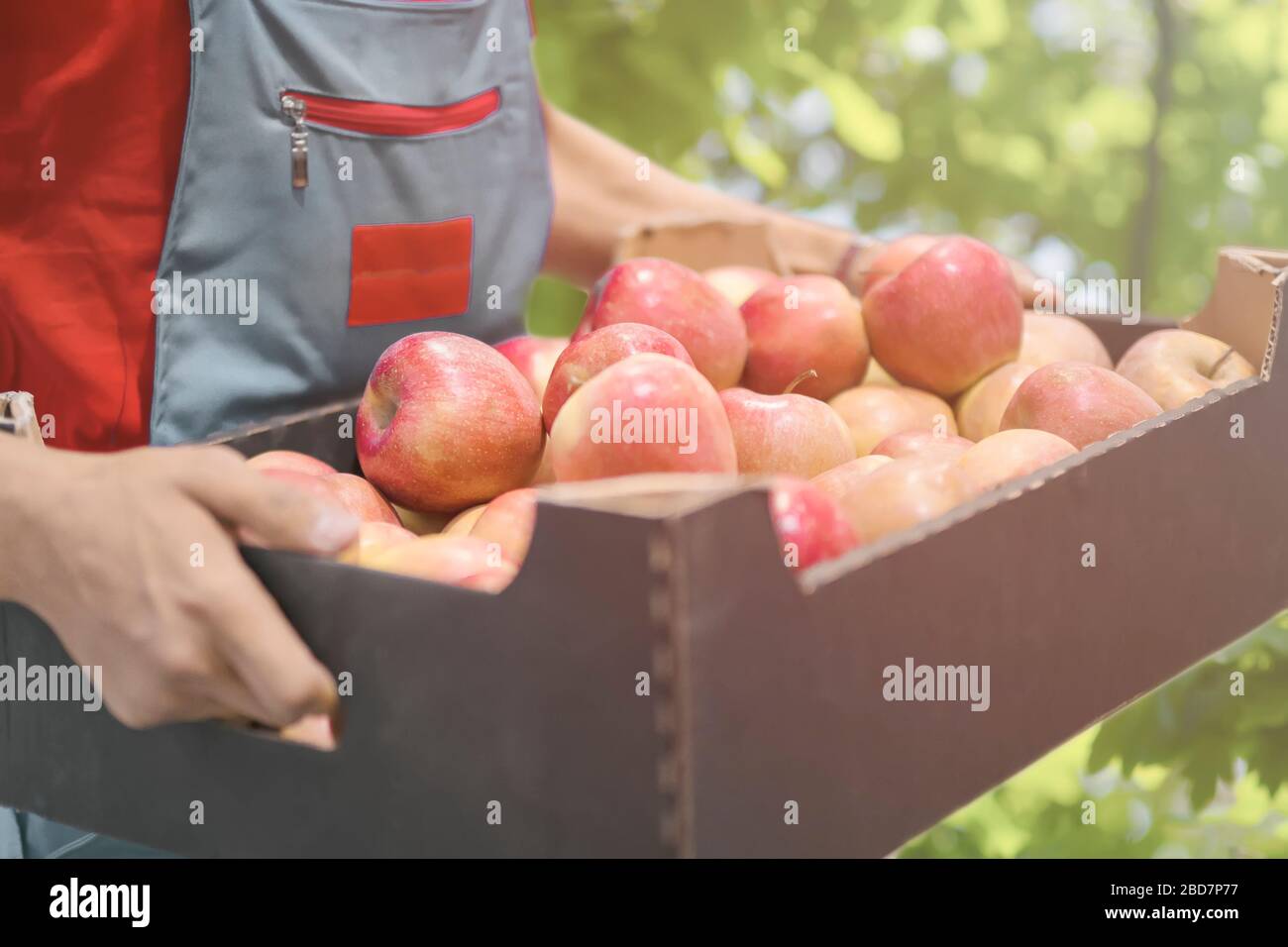 Coltivatore con mele appena raccolte in scatola di cartone. Agricoltura e concetto di giardinaggio. Foto Stock