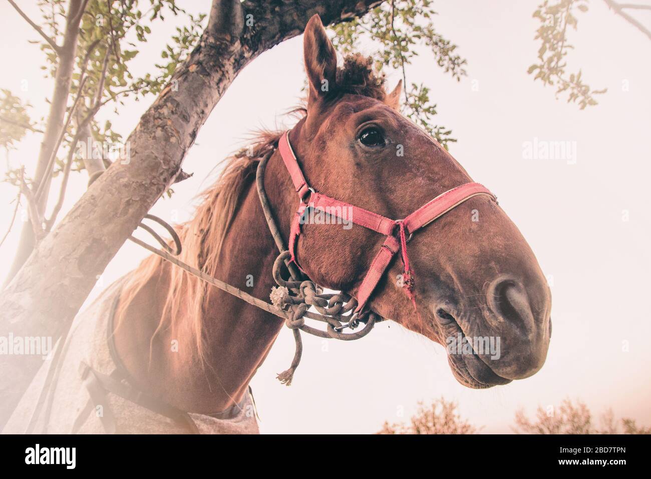 Ritratto divertente di un cavallo rosso accanto all'albero Foto Stock