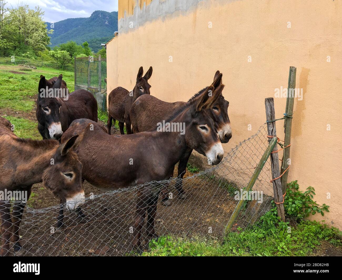 Gruppo di mulo adulti in piedi all'aperto vicino alla parete color pesca, dietro la recinzione Foto Stock