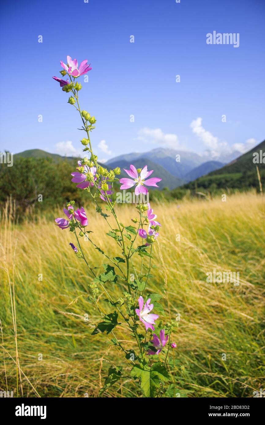 Mallow moschata specie di mallow che cresce in prati e fossati di Tian Shan aree montuose in background verde defocused Foto Stock