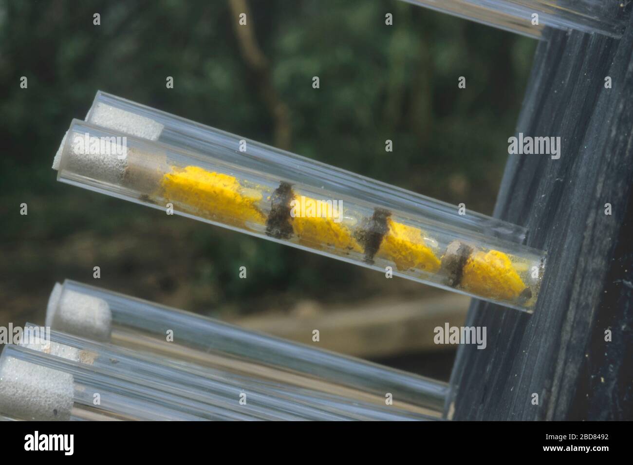 Api mason (Osmia spec.), coadiuvante di nidificazione trasparente, camere di covata farcite di polline in tubi di perspex, Germania Foto Stock
