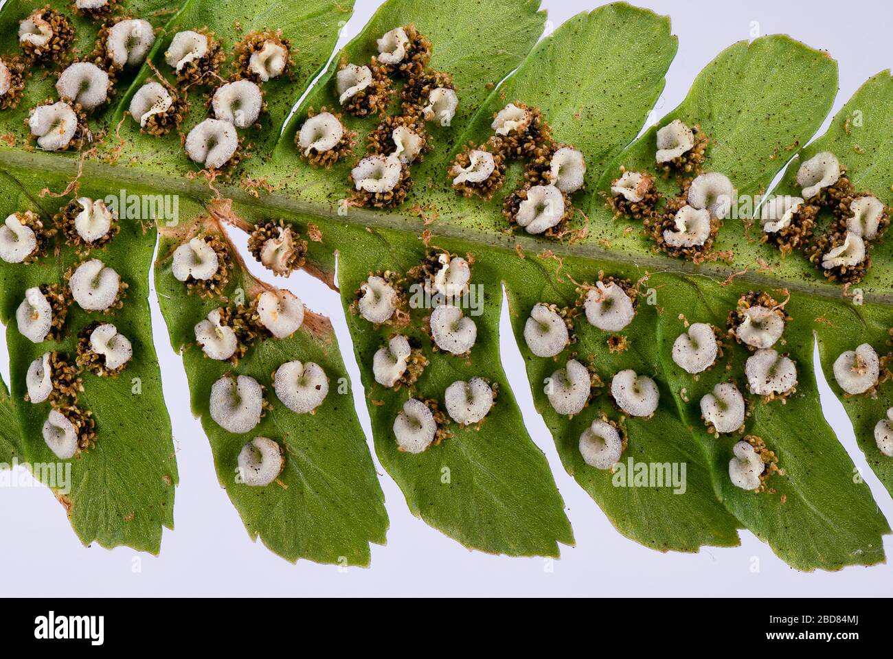 Fern maschio, fern Worm (Dryopteris filix-mas), lato inferiore del fronte con sori, Germania, Baviera Foto Stock