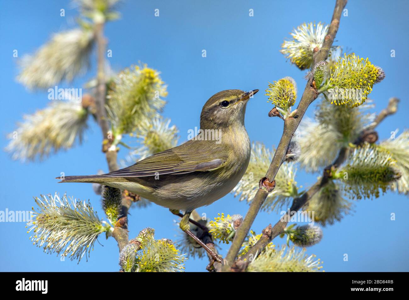 willow Warbler (Phylloscopus trocillus), su un salice fiorente, Germania, Baden-Wuerttemberg Foto Stock