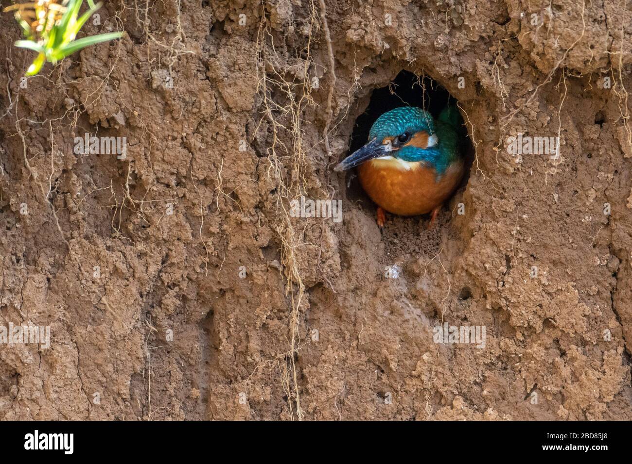 fiume Martin pescatore (Alcedo Atthis), maschio peering fuori dalla grotta di riproduzione, Germania, Baviera Foto Stock