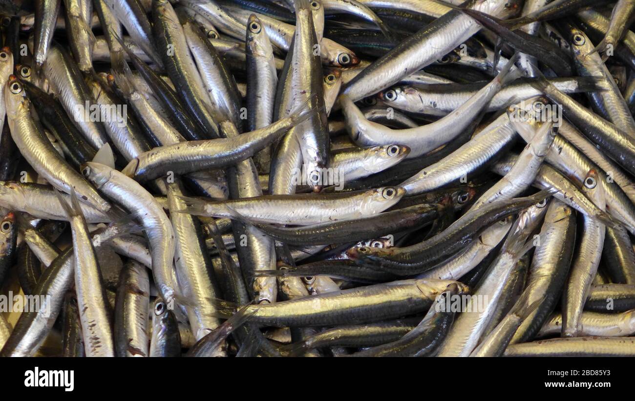 Sardina europea, sardina (se piccola), sardina (se grande), sardina europea (sardina pilchardus), sardine sul mercato del pesce, Grecia Foto Stock