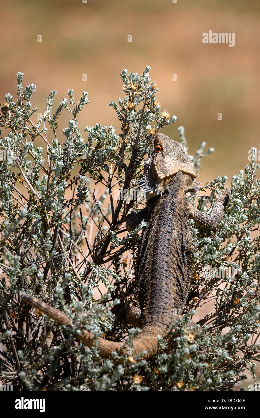 Da vicino con un learded Dragon Lizard australiano. Presa vicino a Whitecliffs remoto, NSW, Australia Foto Stock