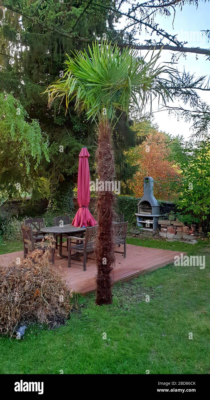 Palma di canapa cinese (Trachycarpus fortunei, Trachycarpus excelsa), palma dura in un giardino tedesco, Germania Foto Stock
