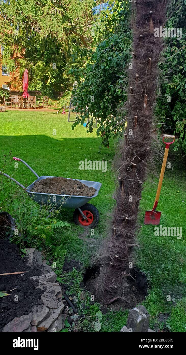 Palma di canapa cinese (Trachycarpus fortunei, Trachycarpus excelsa), palma è piantato in un giardino tedesco, Germania Foto Stock