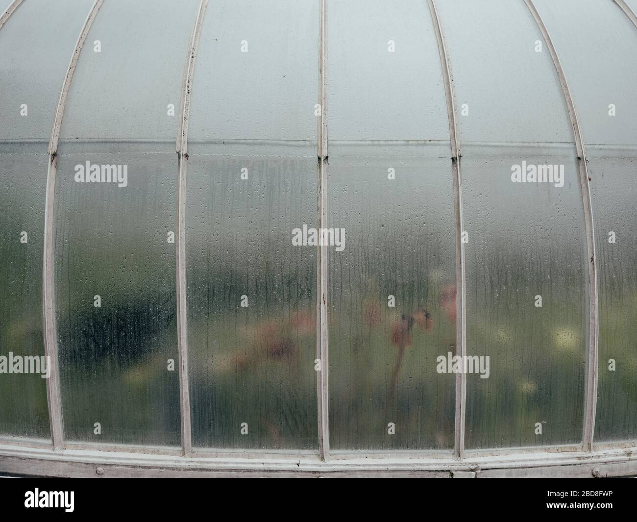 Guardando dalla finestra del Kibble Palace bagnata dalla pioggia dall'esterno Foto Stock