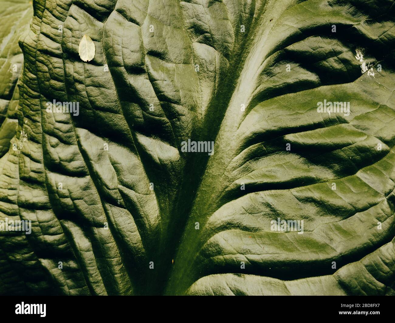 Primo piano dettaglio di foglia di cavolo spazzatura Foto Stock