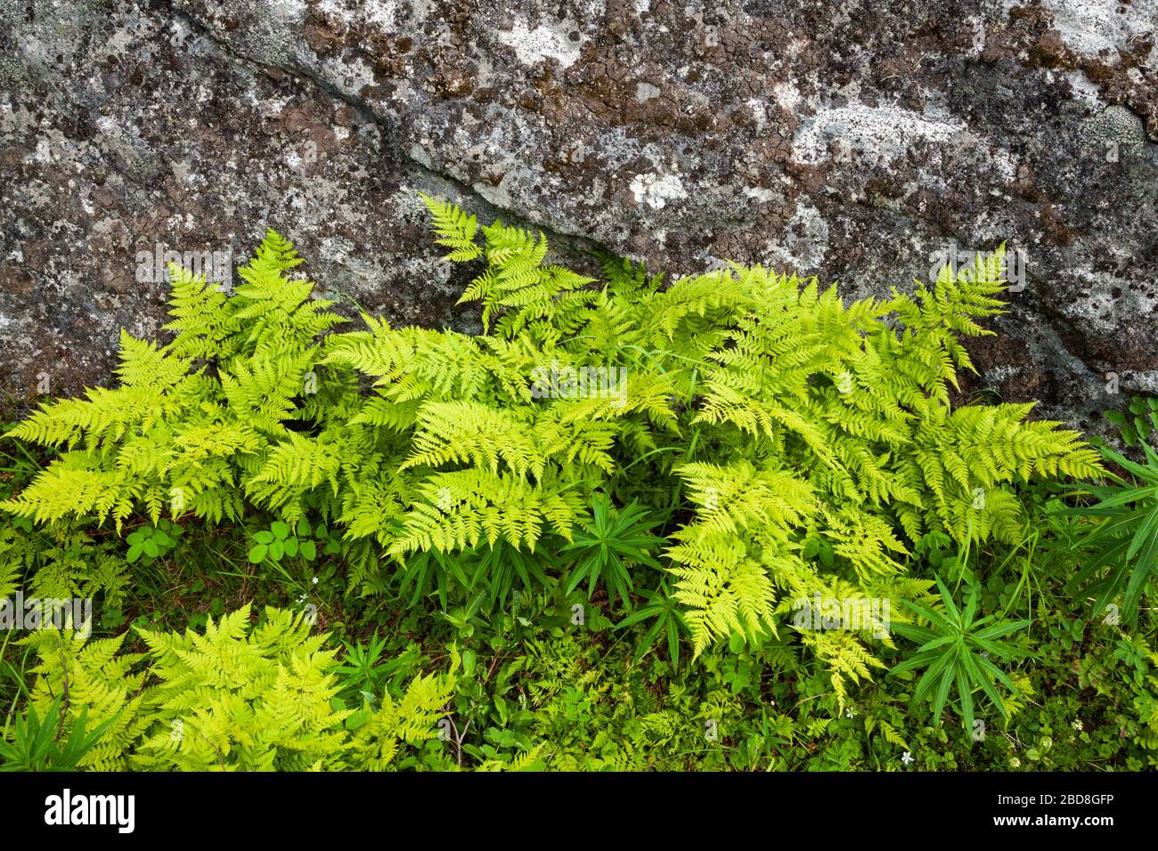 I felci crescono alla base di una roccia coperta di licheni, Reed Lakes Trail, Talkeetna Mountains, Alaska. Foto Stock
