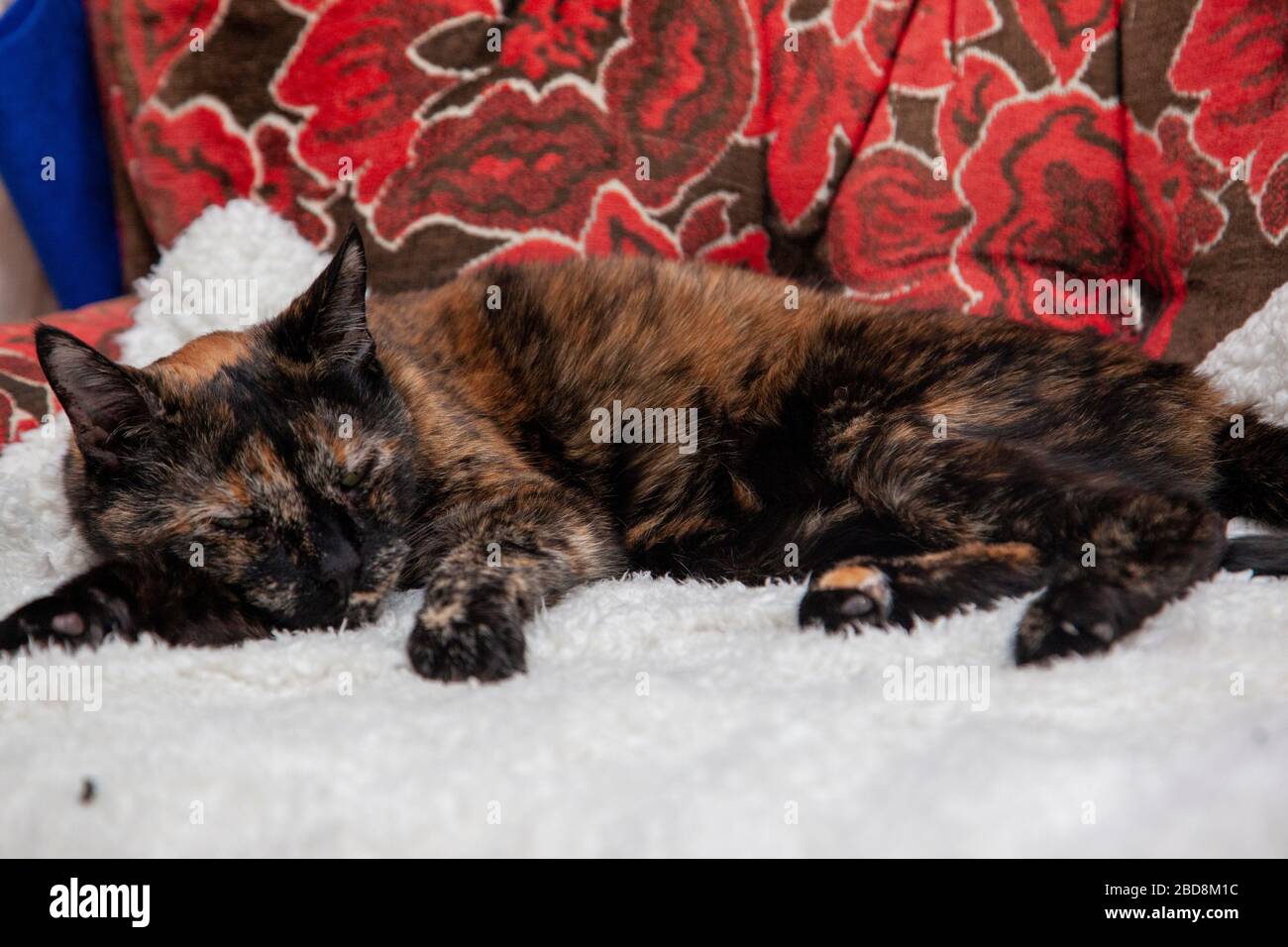 un gatto marrone e arancione ti glassa dalla sua comoda sedia Foto Stock