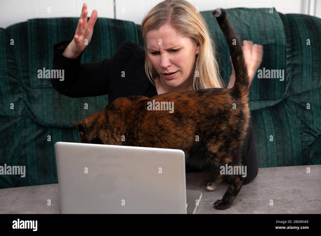 un gatto sul laptop disturba qualcuno che lavora da casa Foto Stock