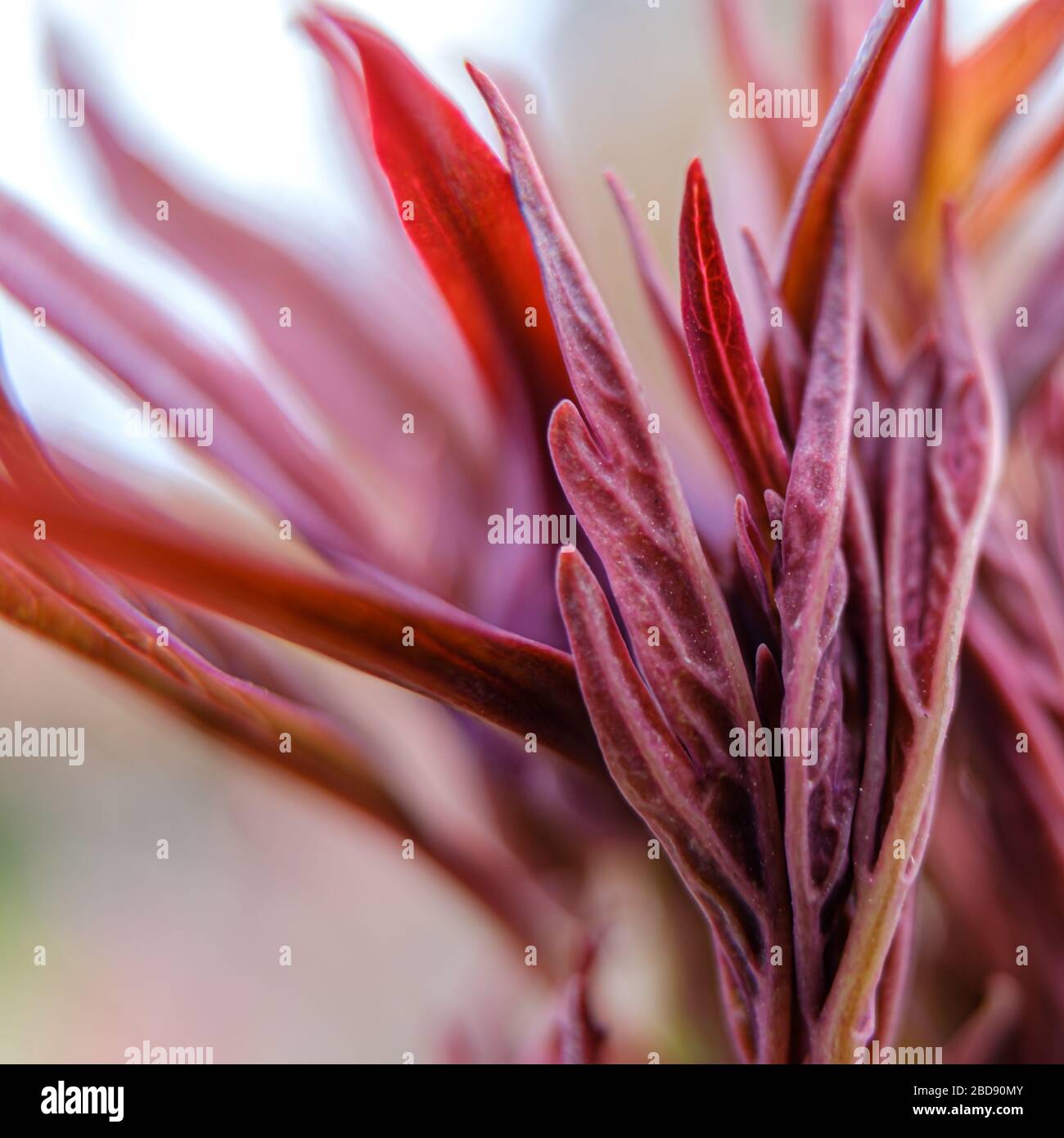 Un primo piano in foglie rosse Foto Stock