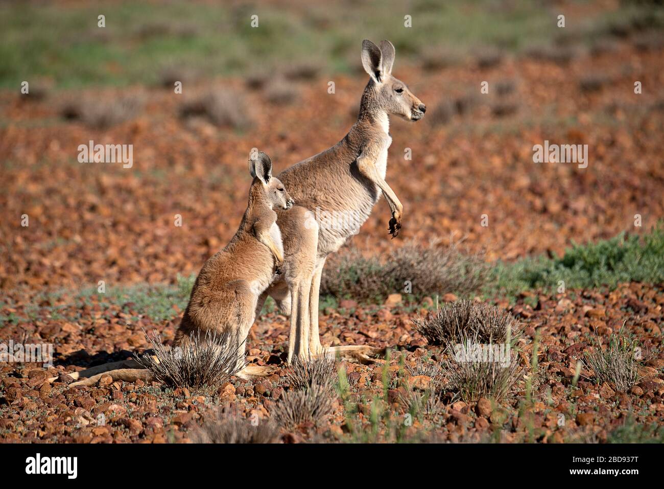 Canguro madre con Joey nel parco nazionale di Sturt Foto Stock