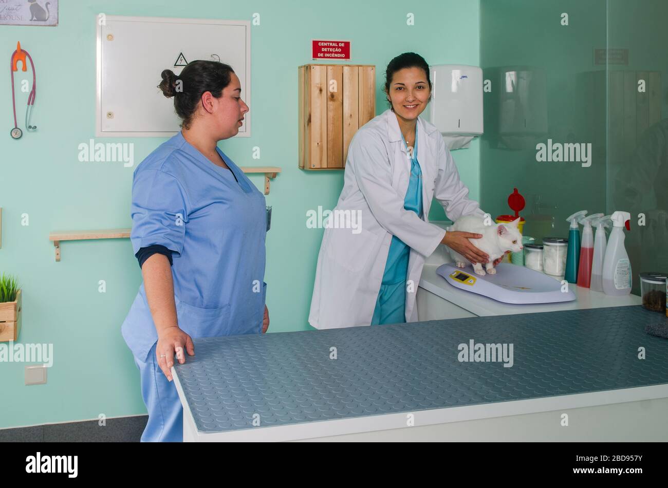 Medico veterinario che esamina un gatto in ufficio Foto Stock