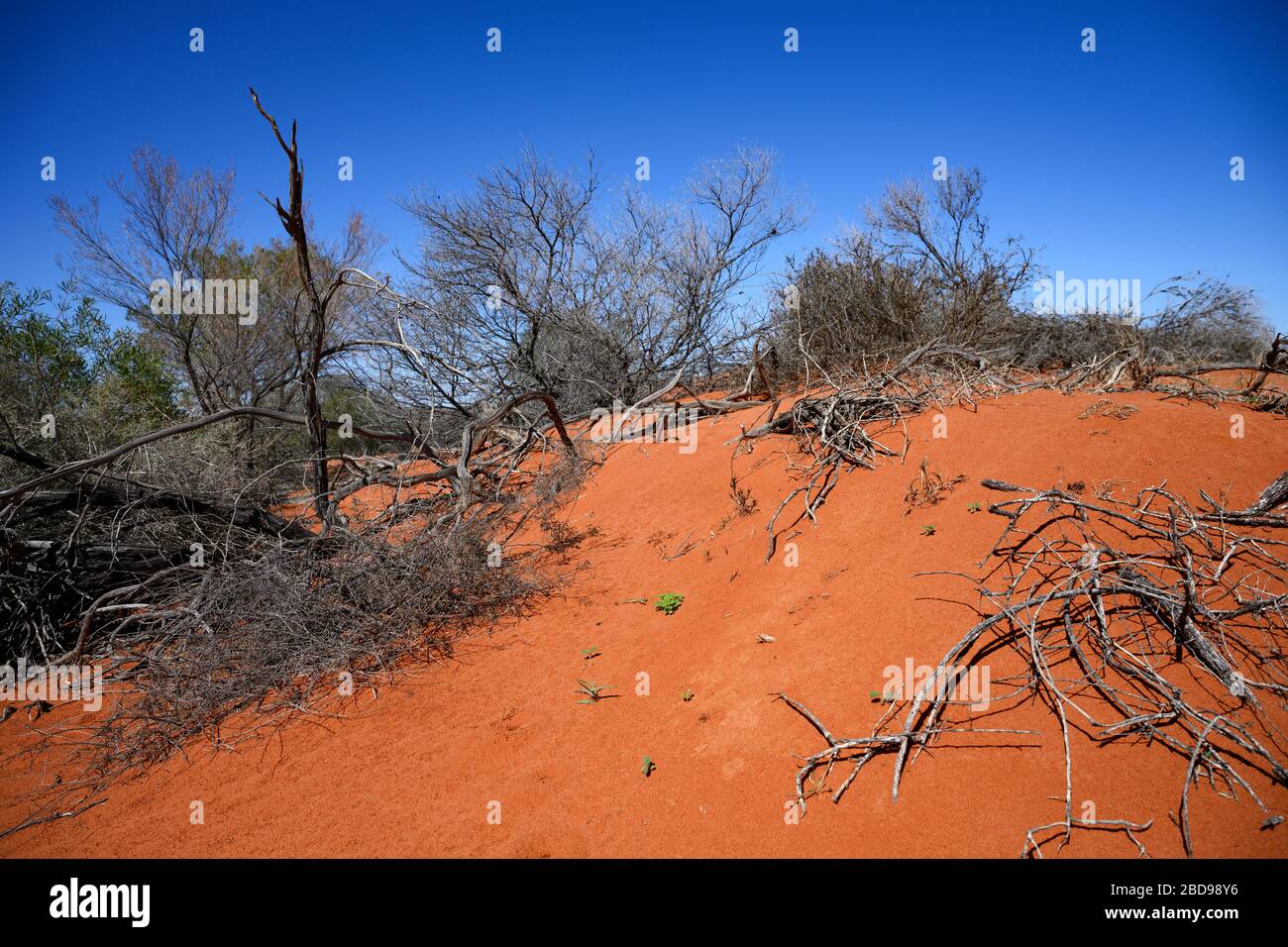 Le impressionanti dune rosse del Parco Nazionale di Sturt nell'entroterra australiano Foto Stock