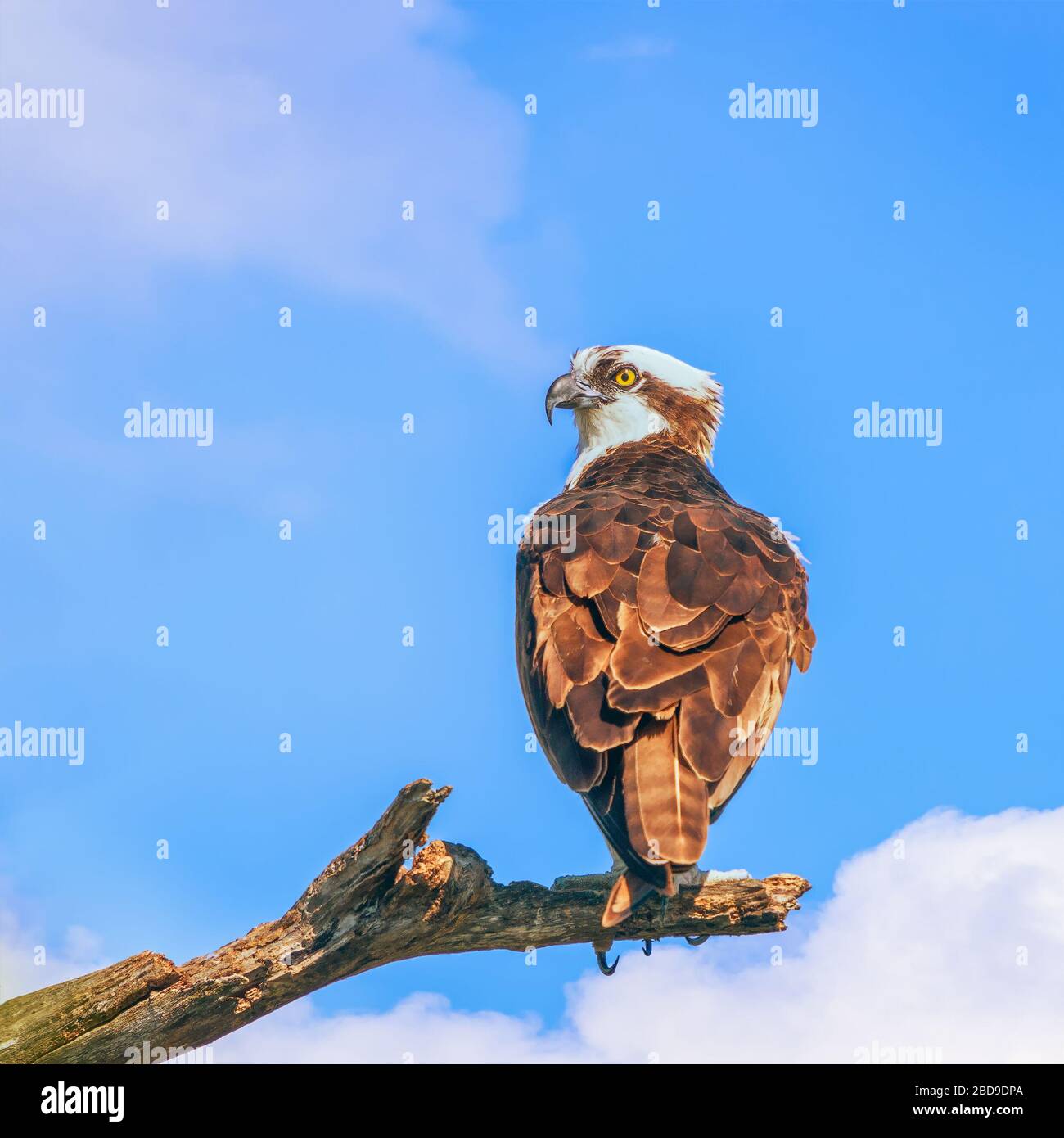 Osprey (Pandion haliaetus) che si erica su un ramo nel Flamingo Campground. Everglades National Park. Florida. USA Foto Stock