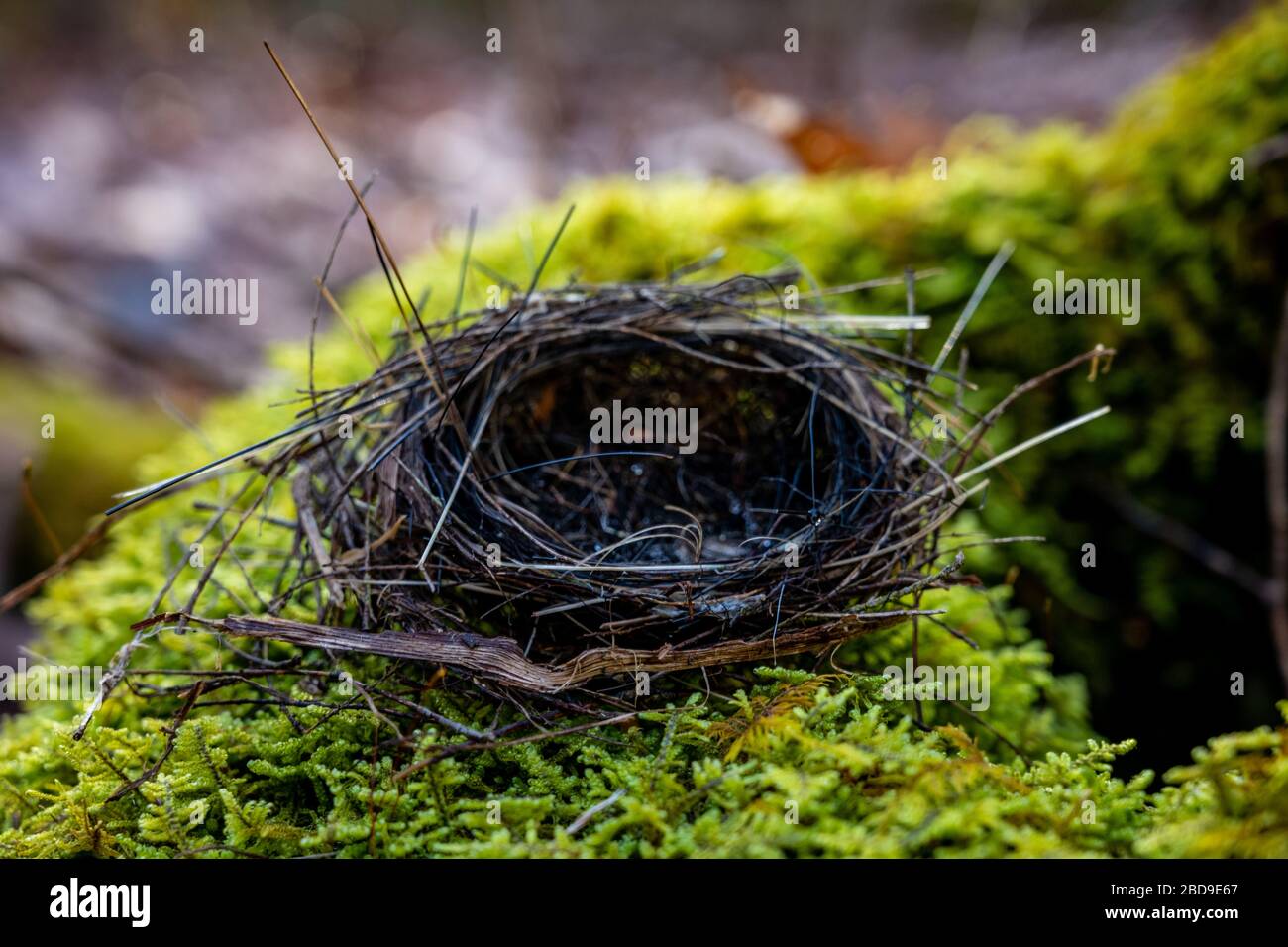 Primo piano su Abanded Bird Nest on Moss Foto Stock