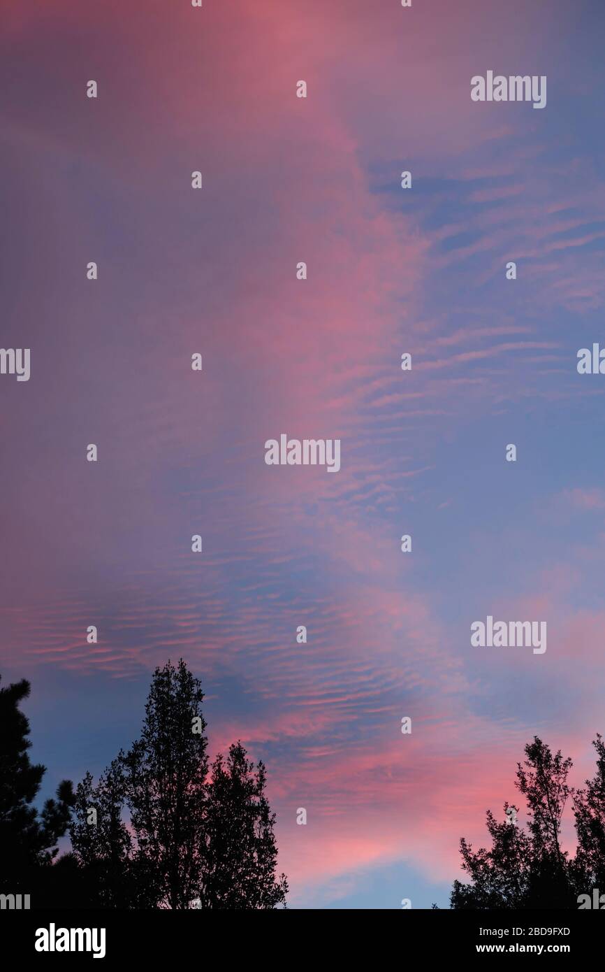 Nuvole d'arancio mentre il sole tramonta con alberi a forma di primo piano. Foto Stock