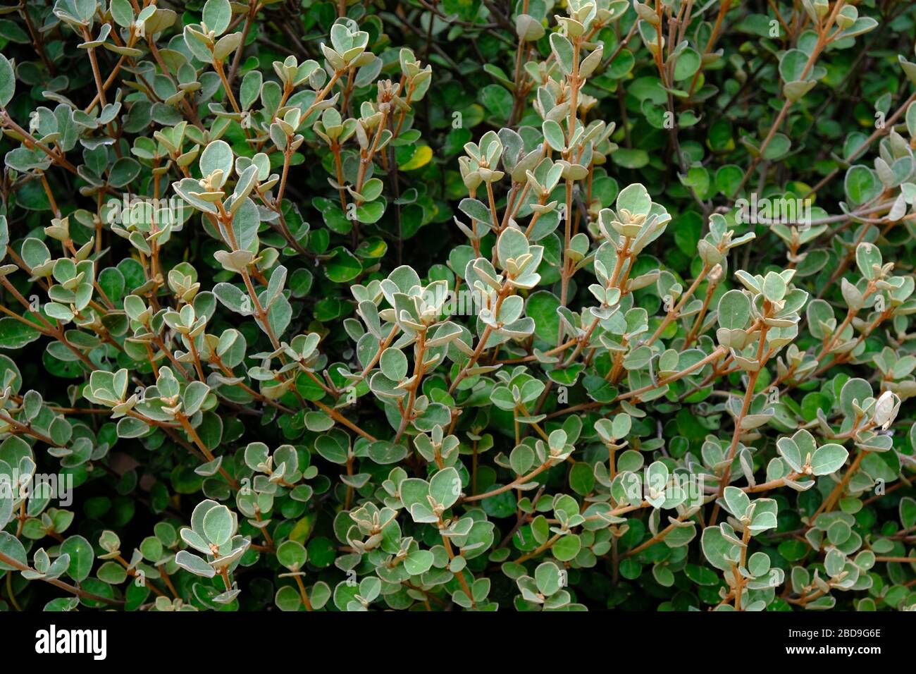 Correa alba foglie e rami primo piano. Una pianta australiana nativa. Foto Stock