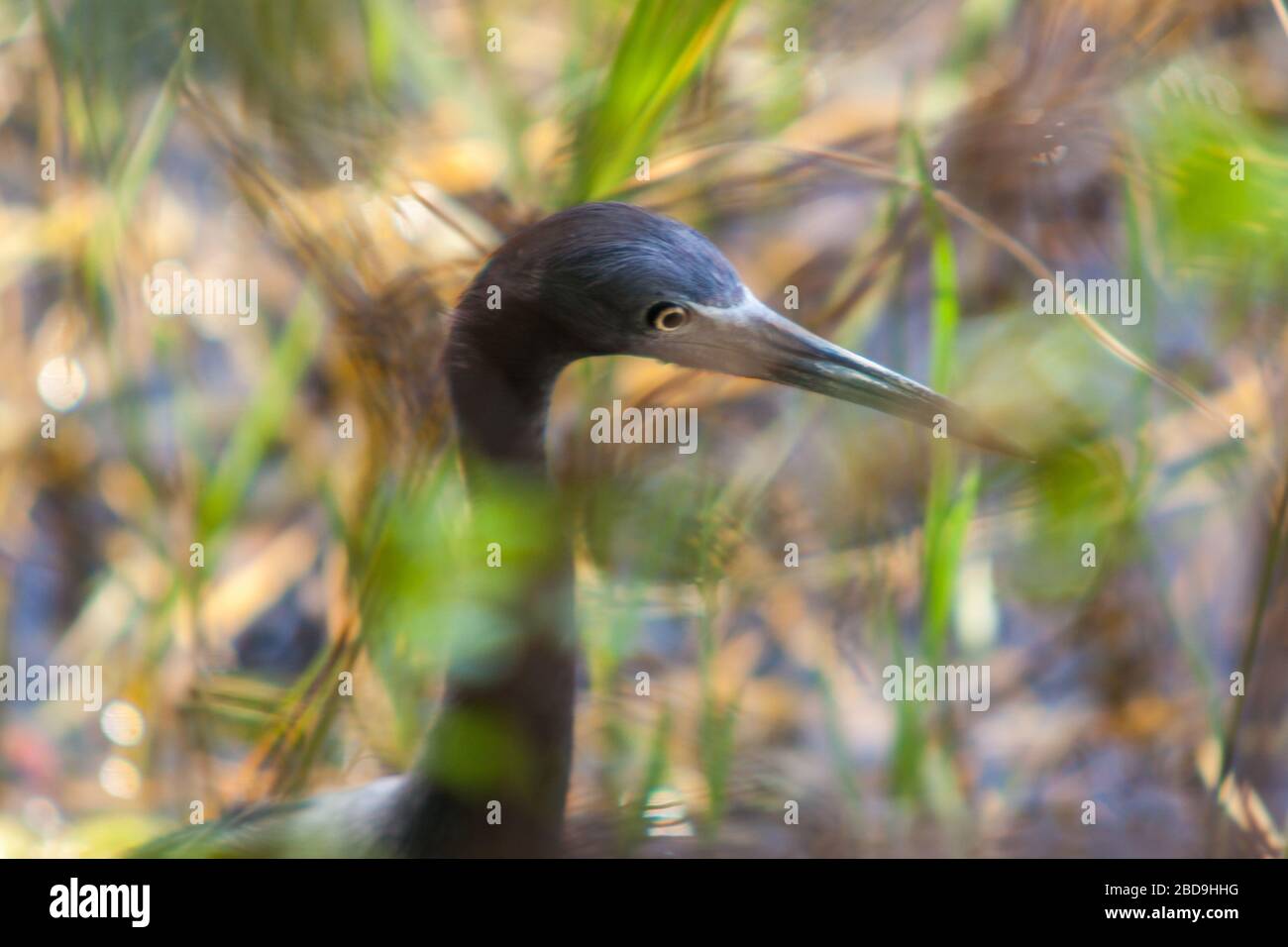 Little Blue Heron pensa di nascondersi. Foto Stock