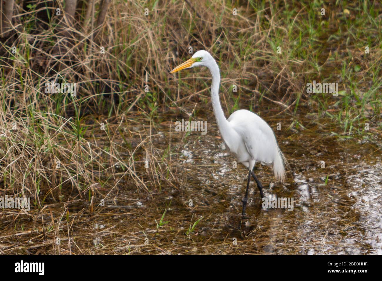 Grande Egret guado in Six Mile Cypress Slough. Foto Stock