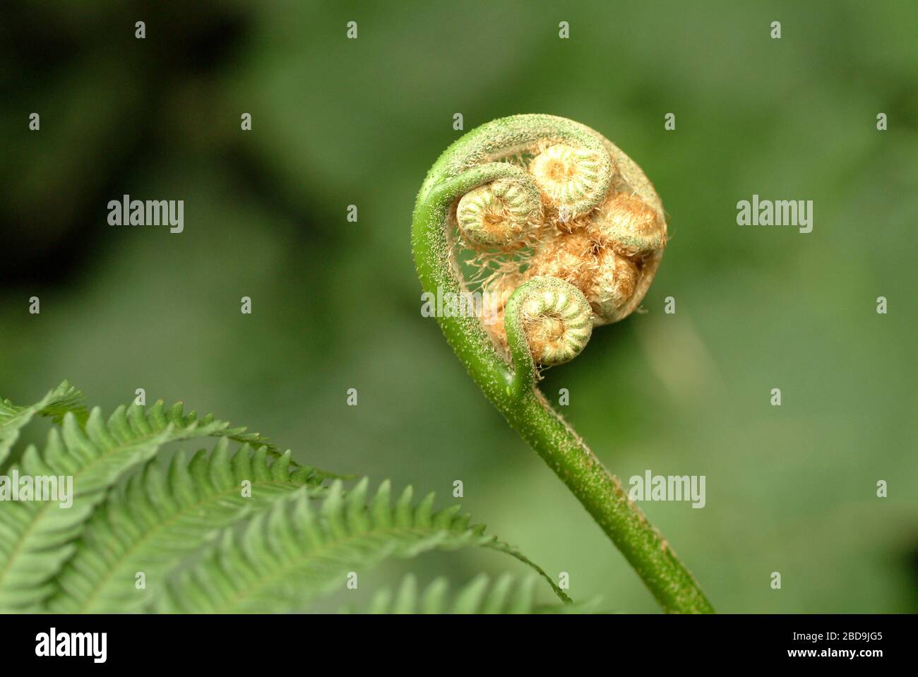 Pteridophyta Taiwan Foto Stock