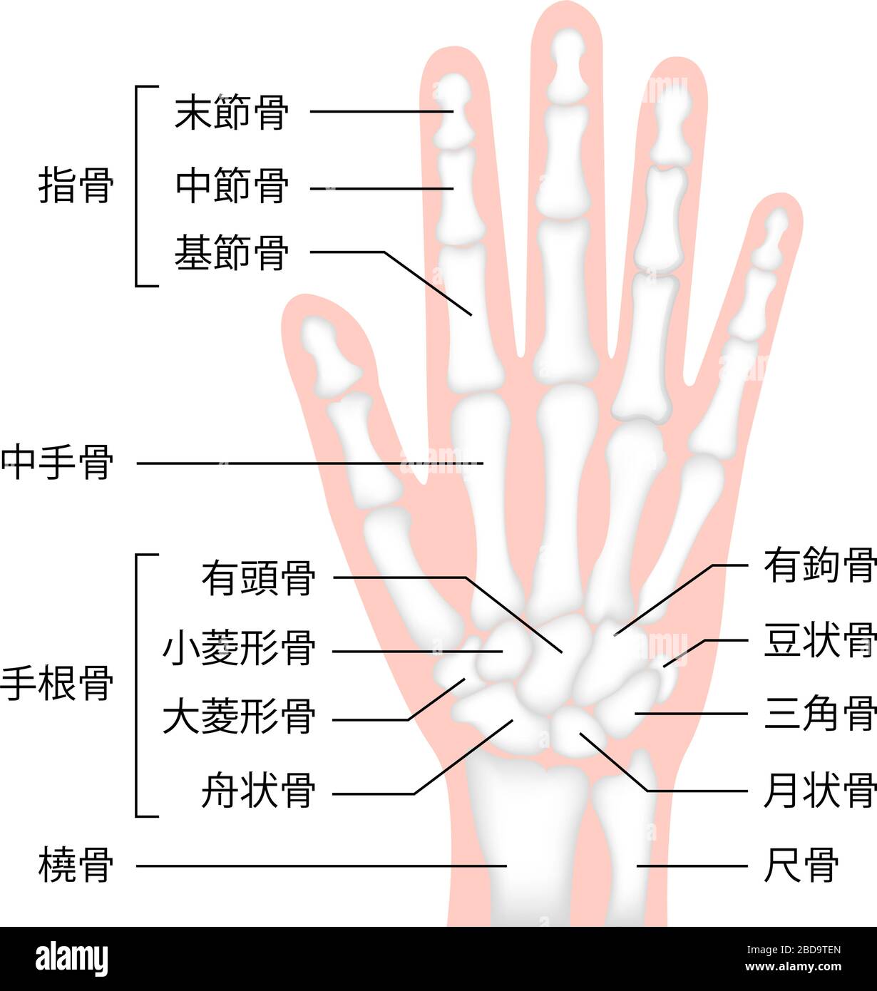 Illustrazione del vettore piatto dell'osso della mano (anatomia umana) / giapponese Illustrazione Vettoriale