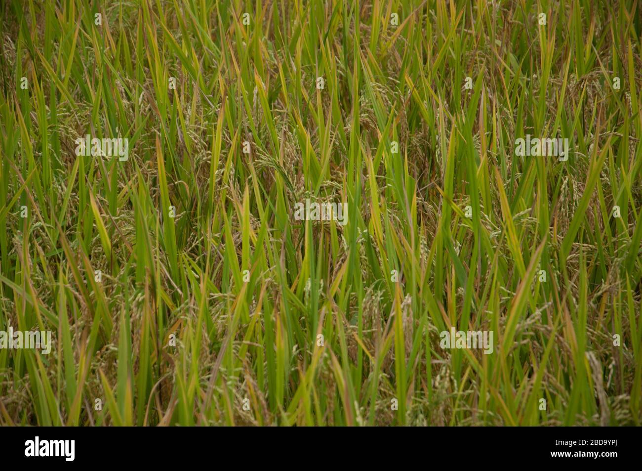 La vista di pronto a raccogliere ricefield. Foto Stock