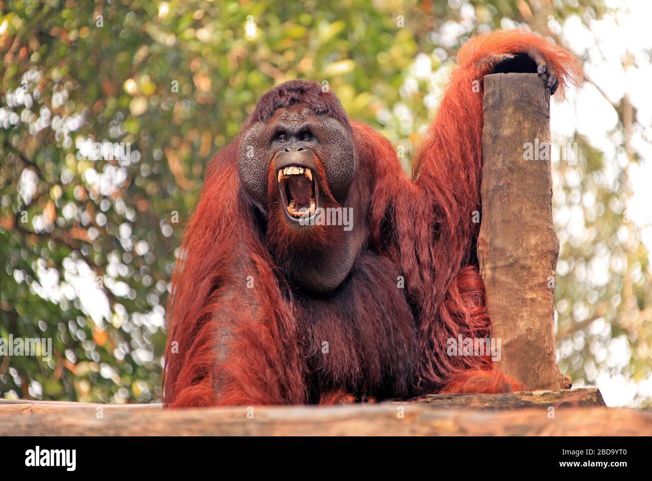 Orangutan maschio con emozione espressiva di aggressione Foto Stock