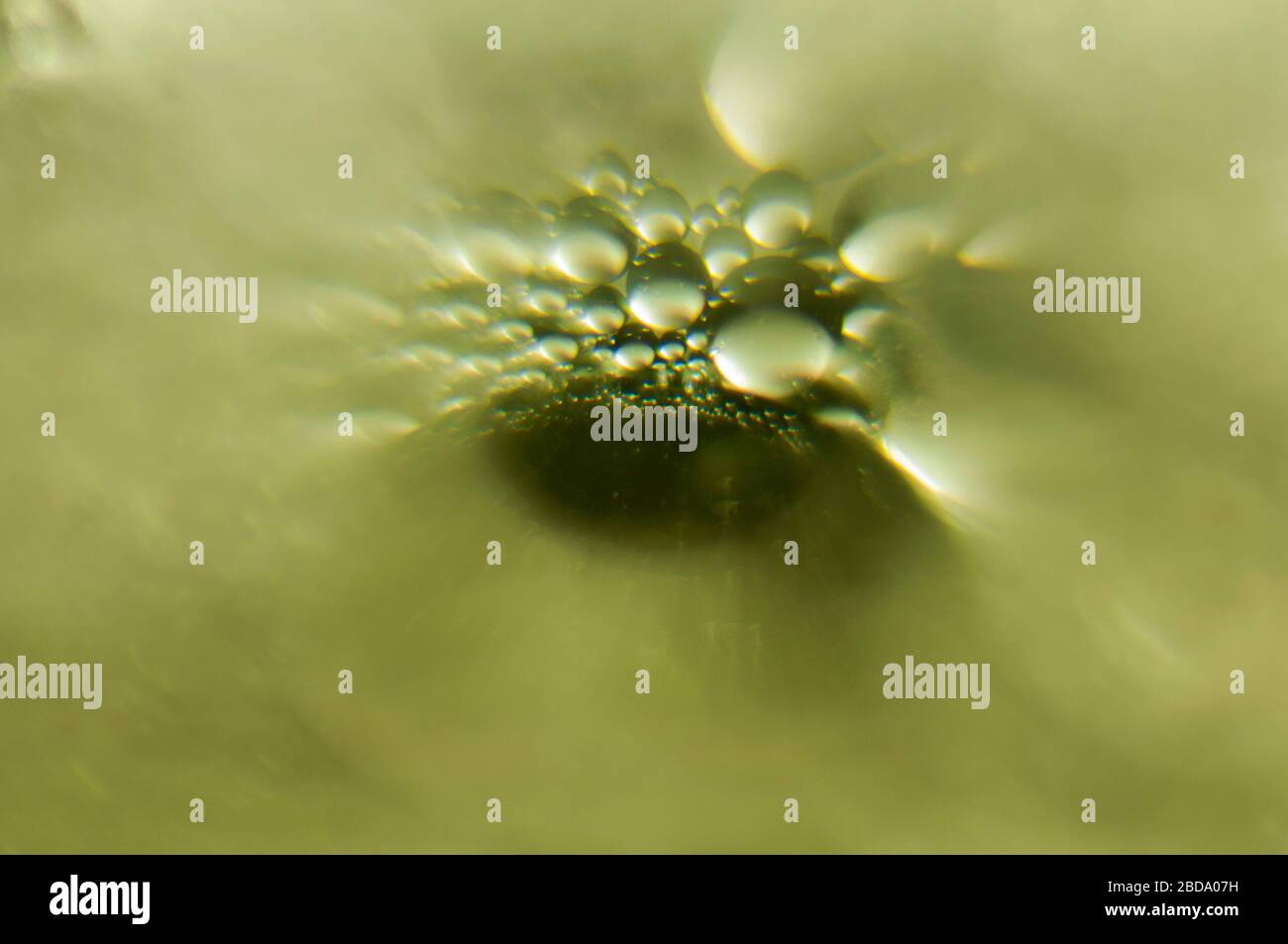 foto d'arte sfondo astratto sotto forma di occhio da bolle di diverse dimensioni su sfondo verde Foto Stock