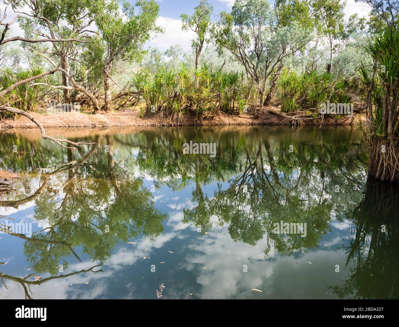 Pandano e alberi di corteccia si riflettono in un buco di Kimberley, Australia Occidentale Foto Stock