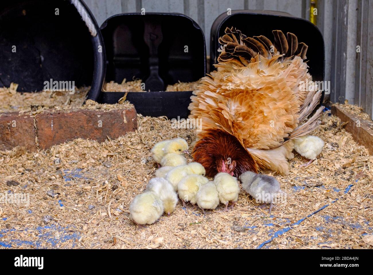 Fripple gallina e pulcini (Gallus gallus domesticus) in casa gallina queste galline cortile posteriore, piume arricciato o frizzlato, spesso broody fare buone madri Foto Stock