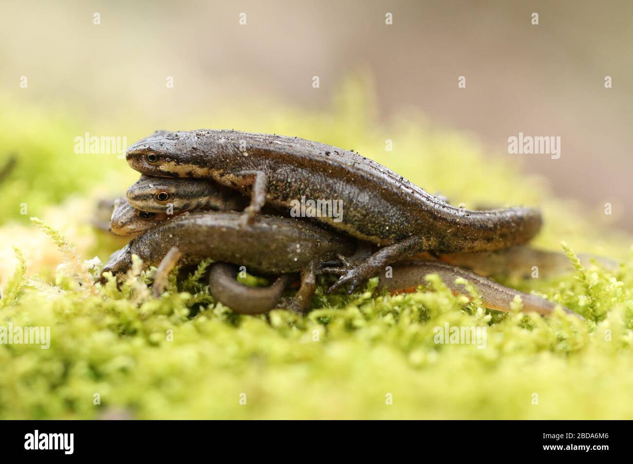 Un gruppo di comuni newt, Triturus vulgaris, noto anche come liscio Newt sulla muschio in primavera. Sono appena fuori dall'ibernazione. Foto Stock