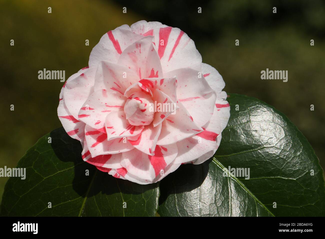 Una bella pianta fiorita Camellia che cresce in un giardino in primavera. Foto Stock