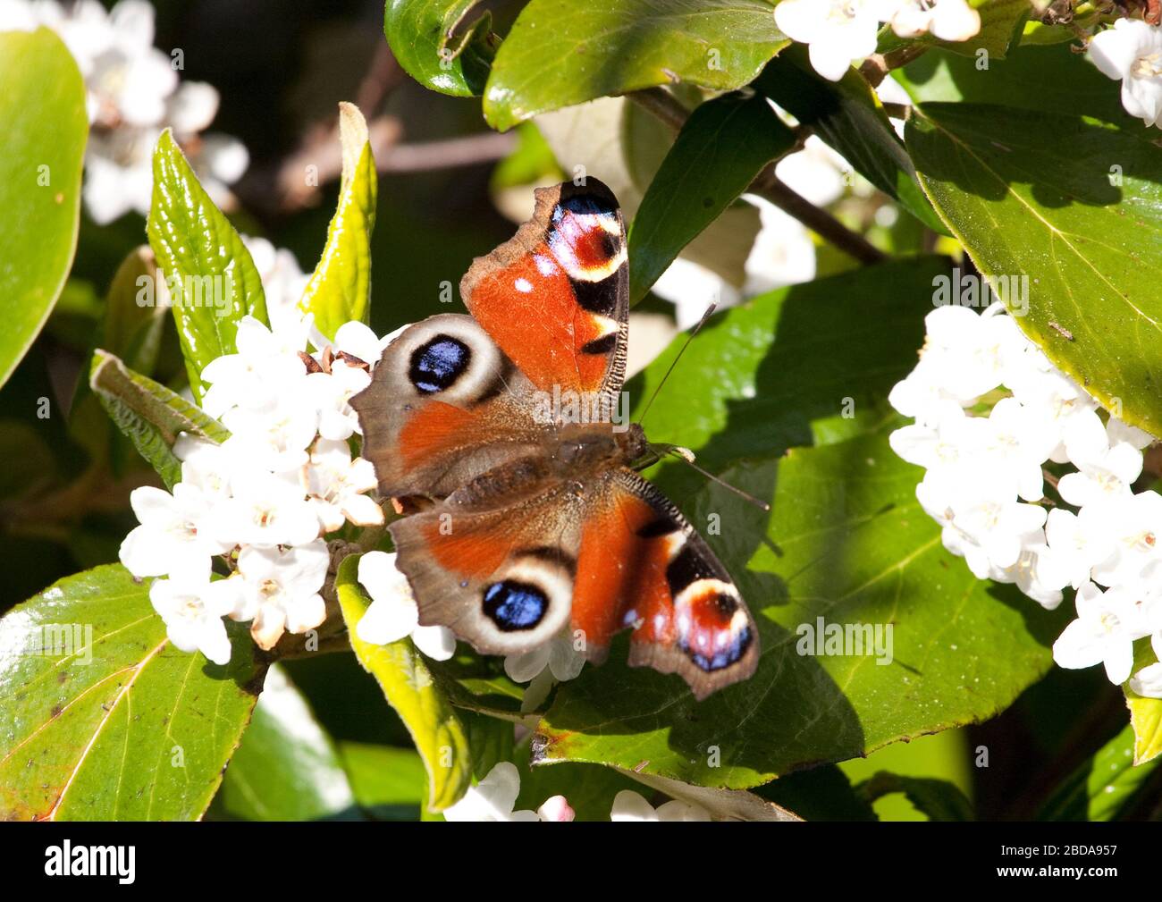 Farfalla pavone Foto Stock