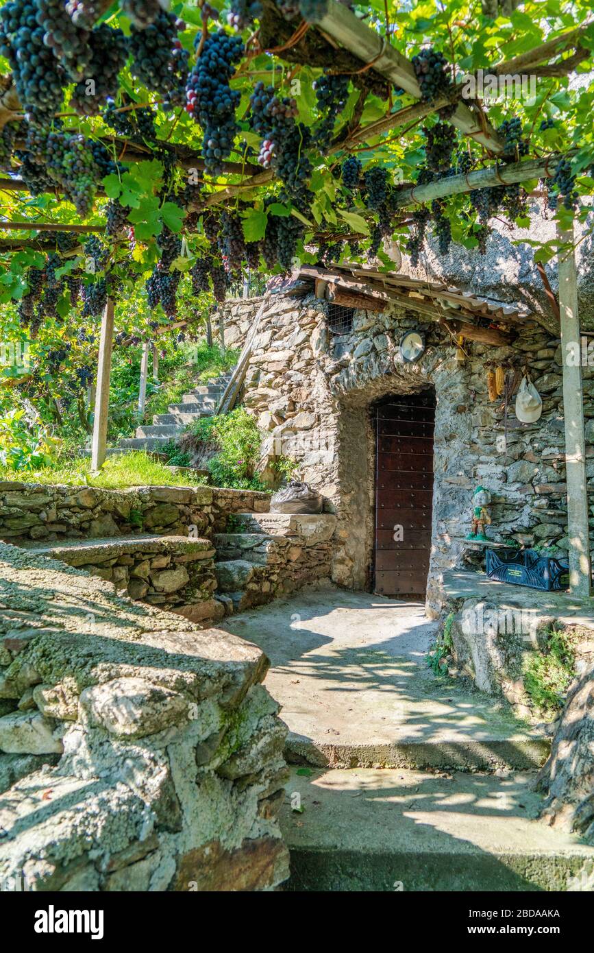 Uva appesa accanto alla cantina tradizionale in pietra, Costiera dei Cech, Valtellina, provincia di Sondrio, Lombardia, Italia Foto Stock