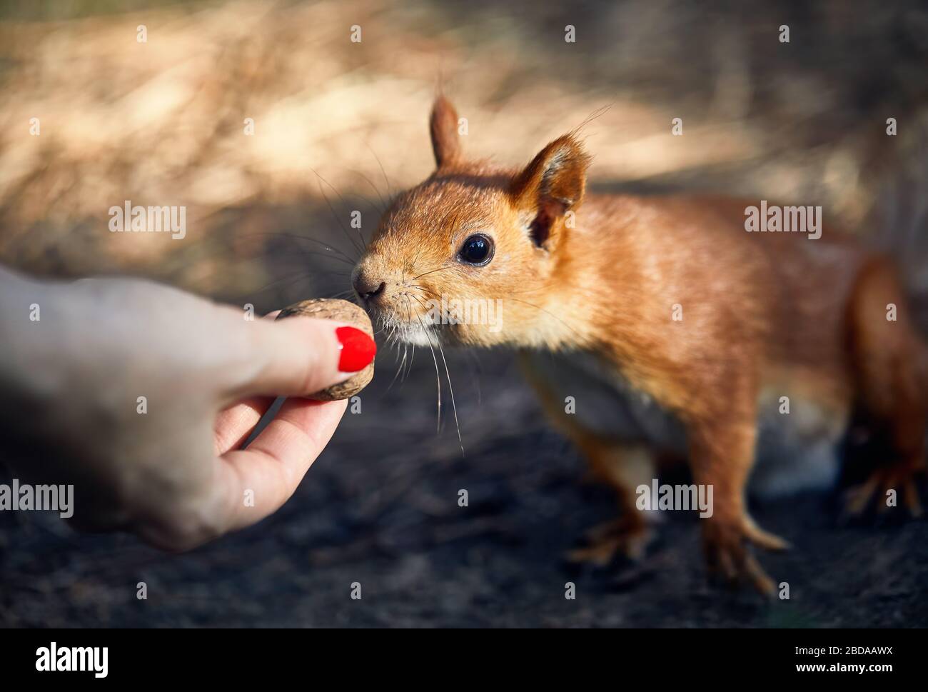 Giovane donna in alimentazione scoiattolo divertenti in pineta Foto Stock