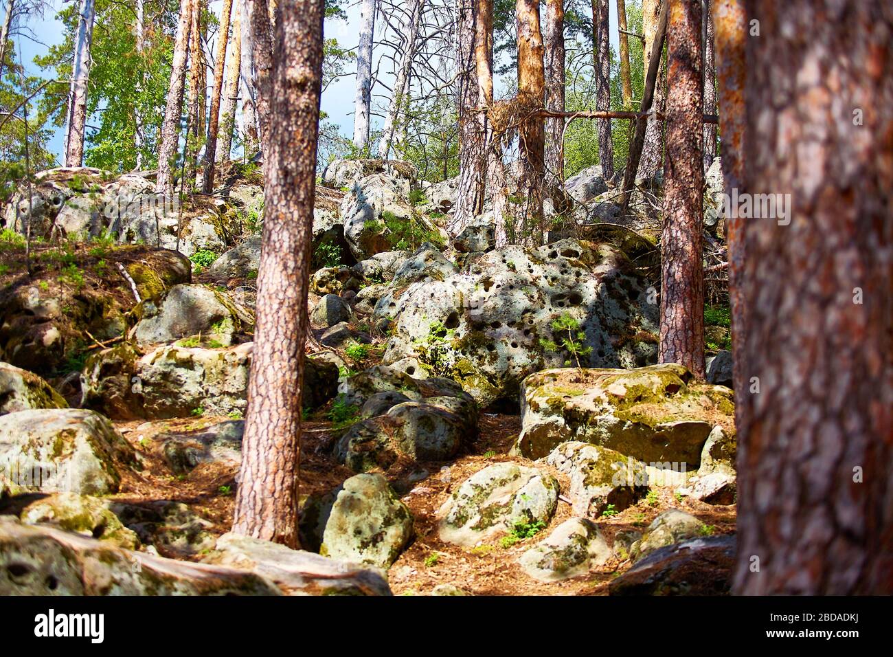 Grandi rocce nella pineta. Parco nazionale. Foto Stock
