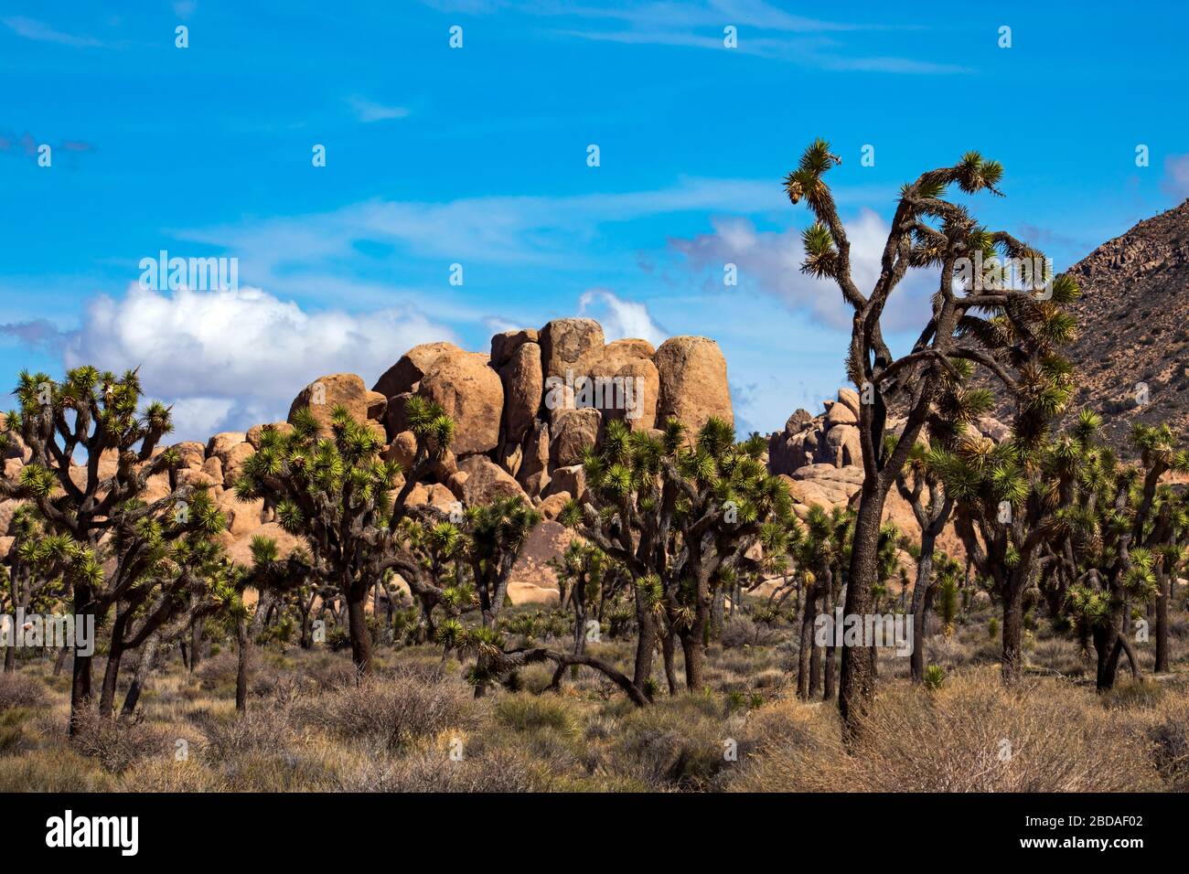 Questo è un colpo di ciò che Joshua Tree National Park è di circa: Alberi Joshua e mucchi di massi. Questa vista si trova da Park Blvd. Nella zona di Hidden Valley. Foto Stock