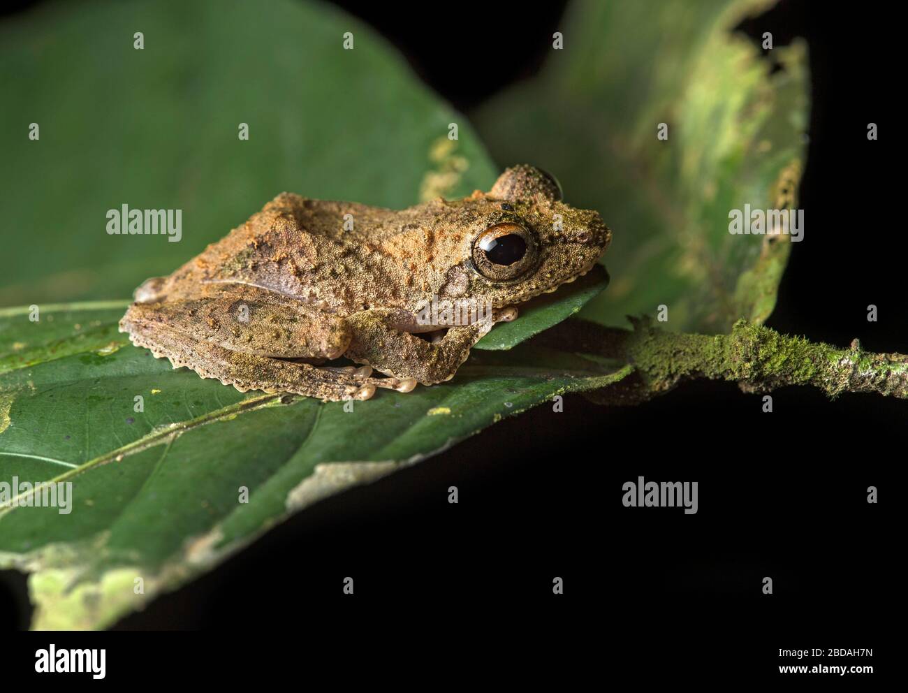 Rana arbusto del genere Philautus, famiglia di rane arbustive (Rhacophoridae), Valle Danum, Sabah, Borneo, Malesia Foto Stock