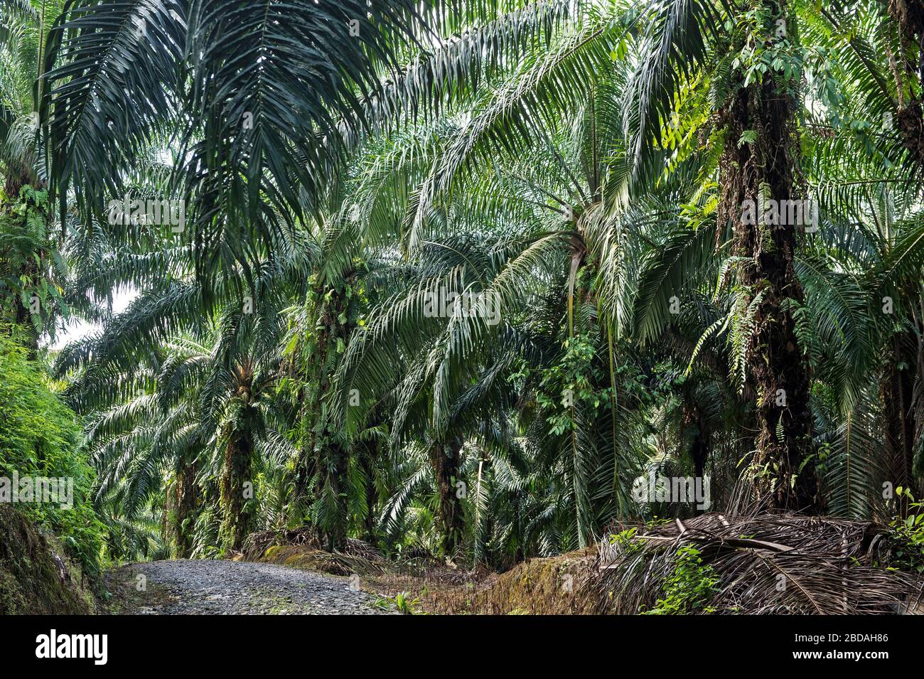 Piantagione commerciale di palme da olio (Elaeis guineensis), Sabah, Borneo, Malaysia Foto Stock