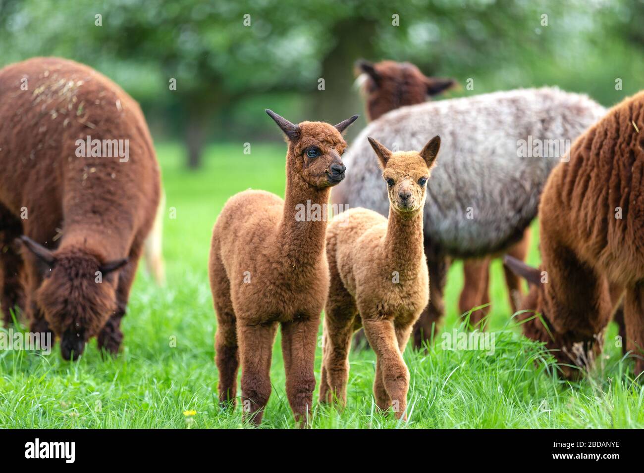 Due giovani alpaca in una mandria, mammifero sudamericano Foto Stock