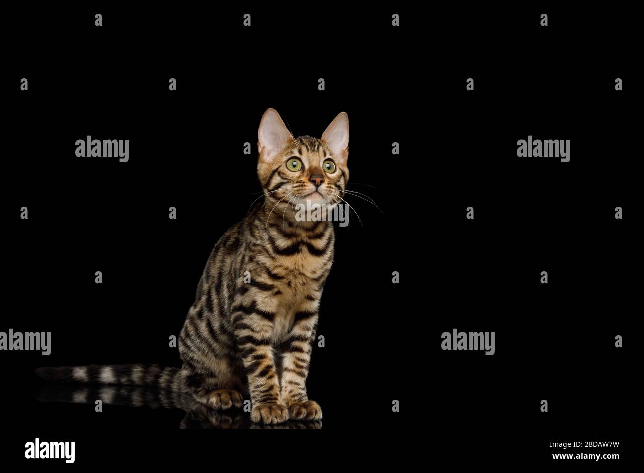 Bengala Kitty seduta e guardando su isolato sfondo nero Foto Stock