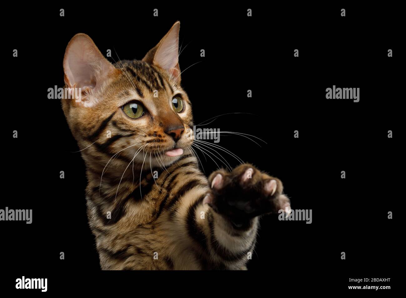 Gitty bengala con linguetta che solleva zampa su sfondo nero isolato, vista ravvicinata Foto Stock