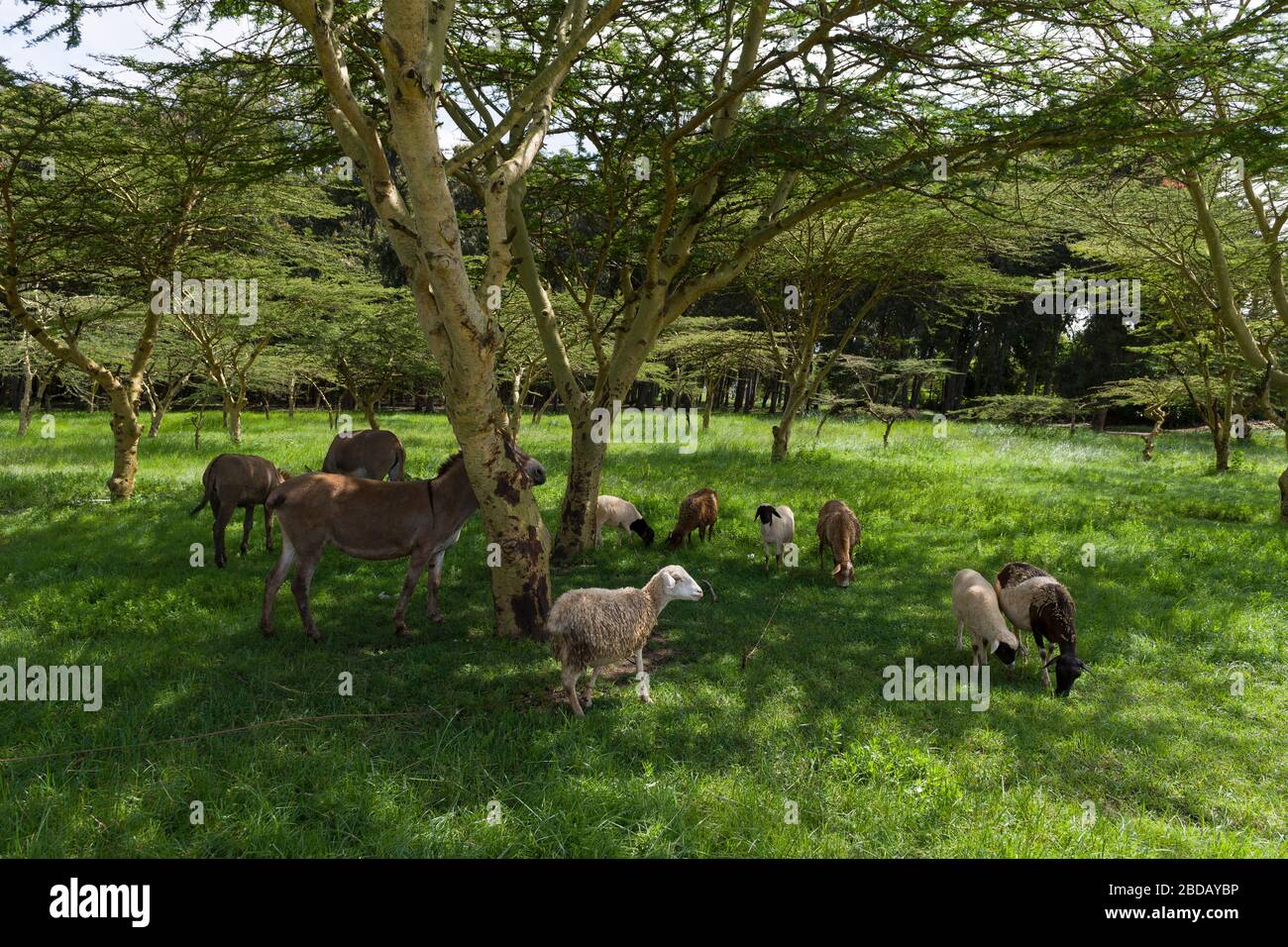 Bestiame pascolo vicino al villaggio di Lusigetti, che è circa 27 km a nord ovest del centro di Nairobi, nella circoscrizione di Kikuyu, Contea di Kiambu, Keny Foto Stock
