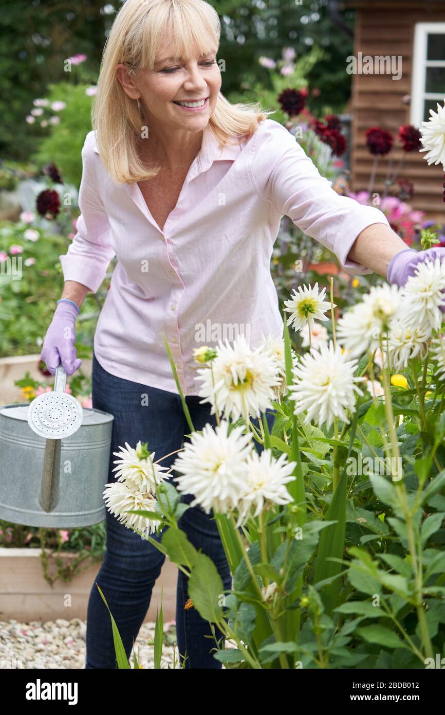 Donna matura abbeveraggio dalia fiori nel giardino di casa Foto Stock
