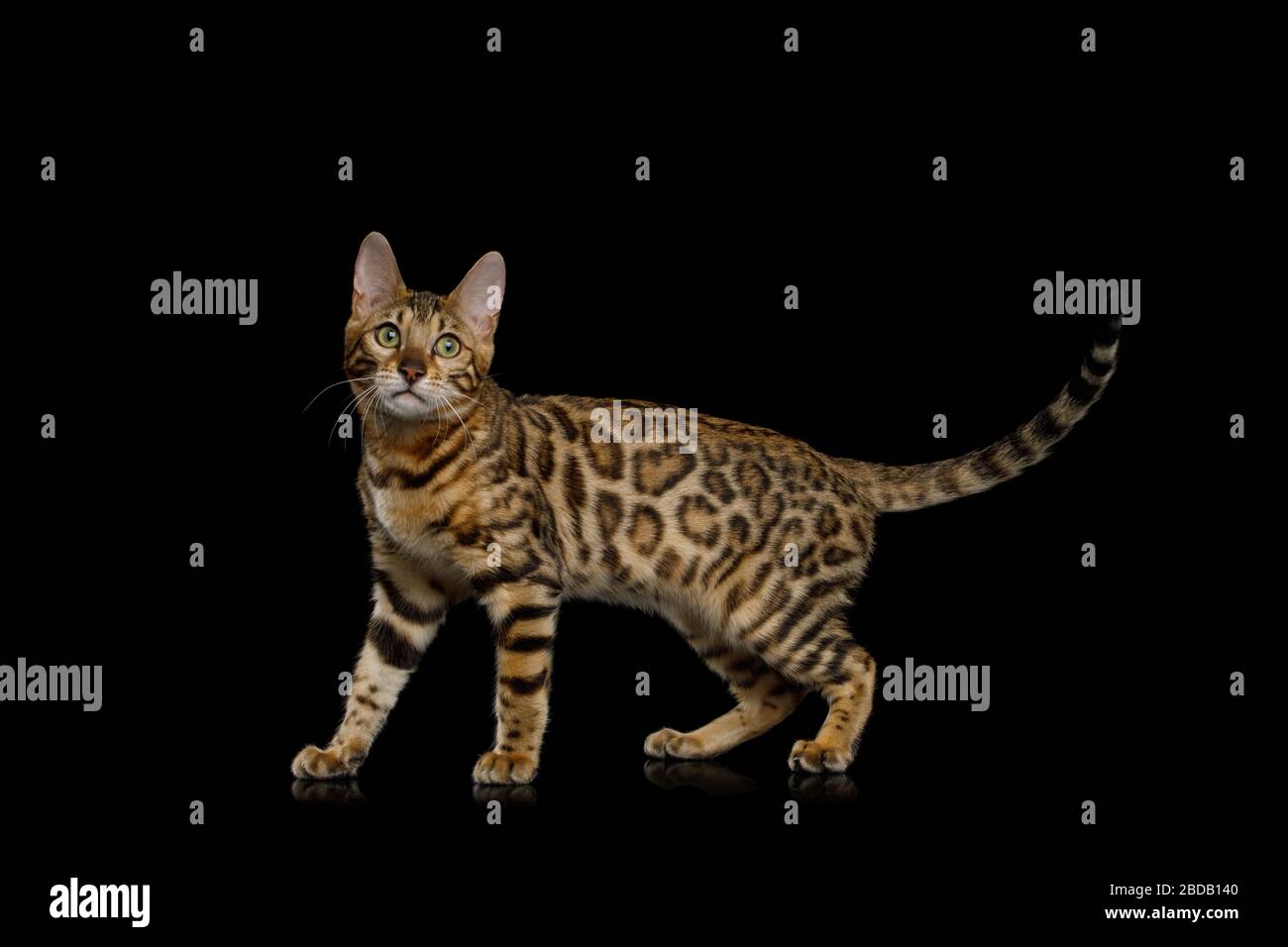Giocoso gatto del Bengala a piedi su isolato sfondo nero, vista laterale Foto Stock
